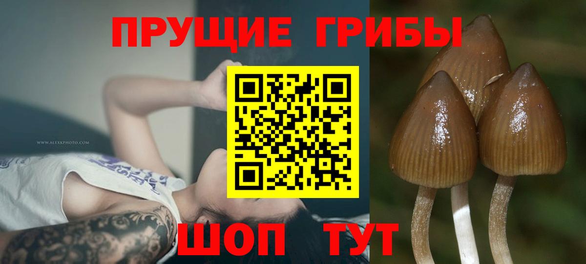 Сухой Лог  Галлюциногенные грибы Cubensis  Псилоцибиновые грибы MAGIC MUSHROOMS  Вход с VPN 